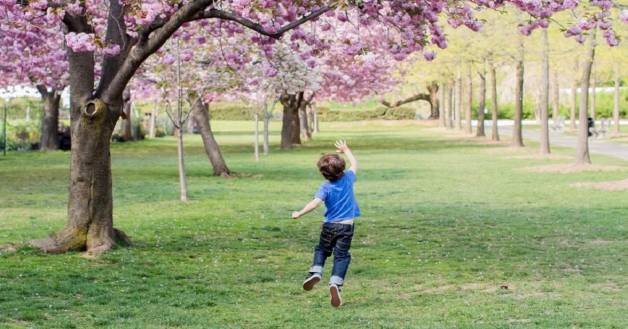 Young boy with cherry blossom tree